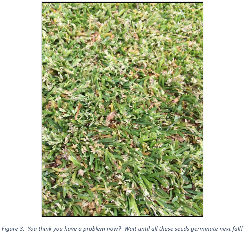 <em>Poa annua</em> Management Program Considerations
