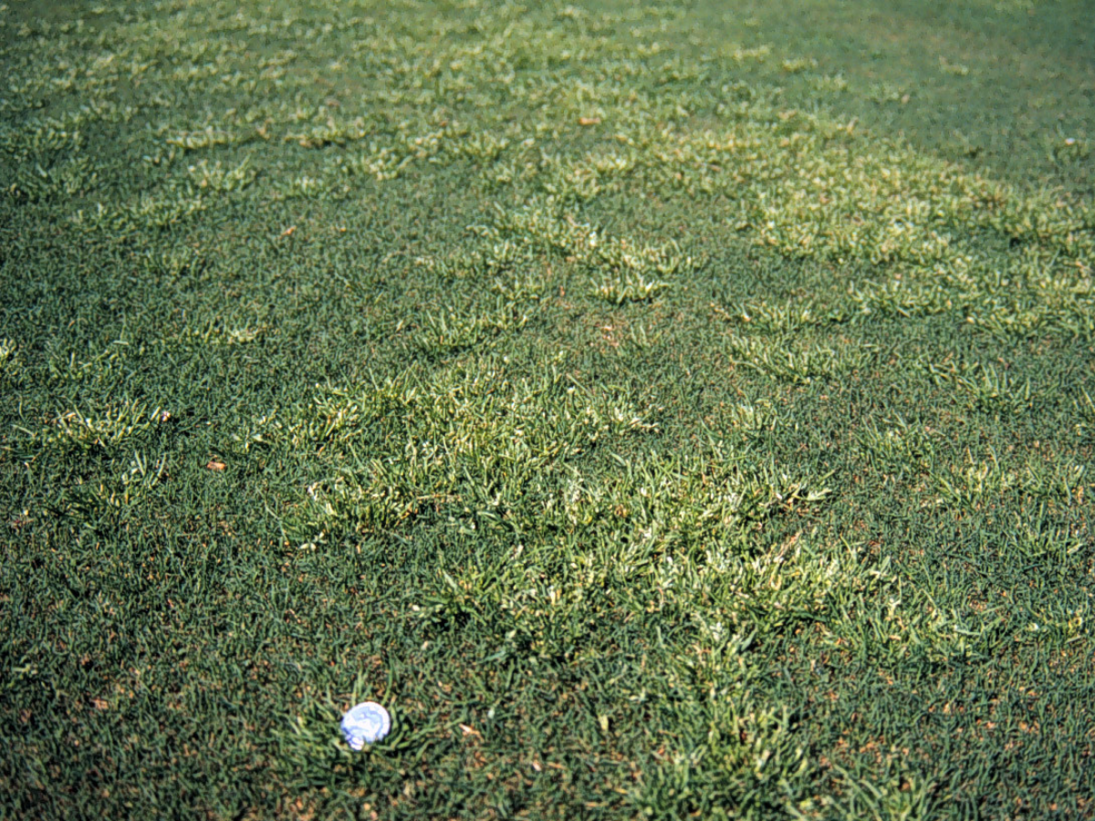 <em>Poa annua</em> Management Program Considerations