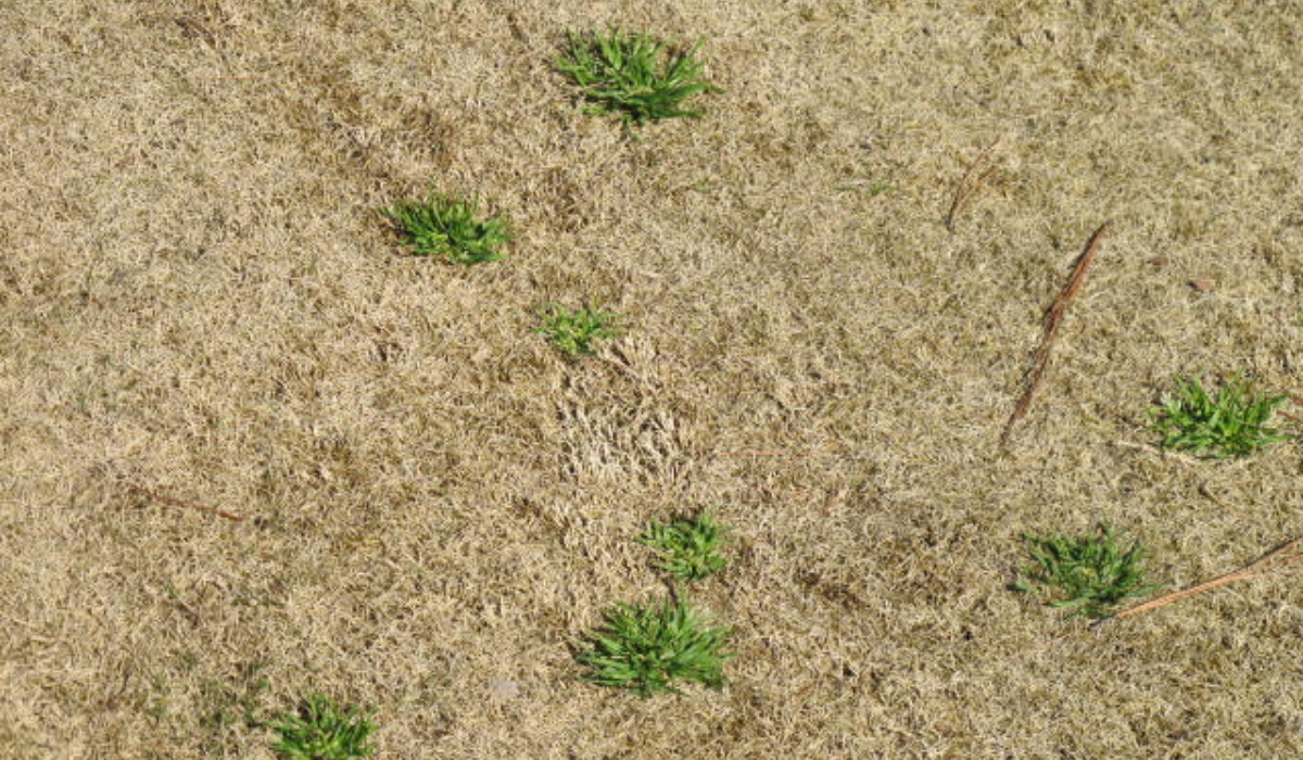 Poa annua Management in Dormant Bermudagrass - What's the Answer
