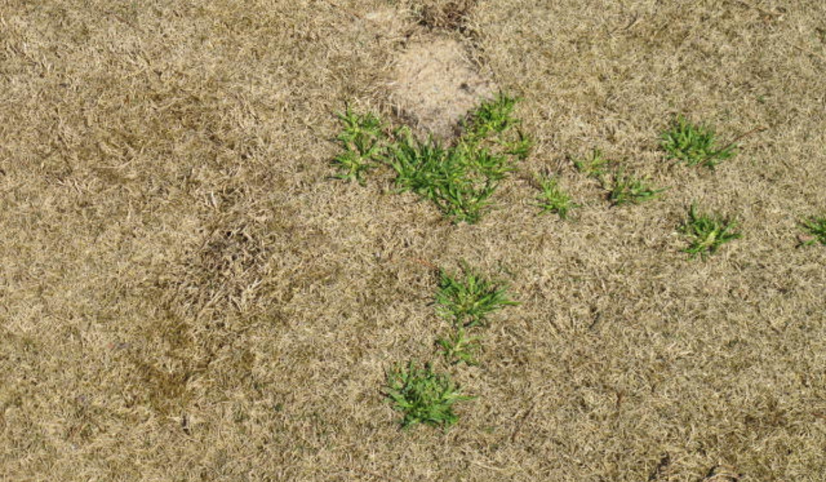 <em>Poa annua</em> Management in Dormant Bermudagrass - What's the Answer