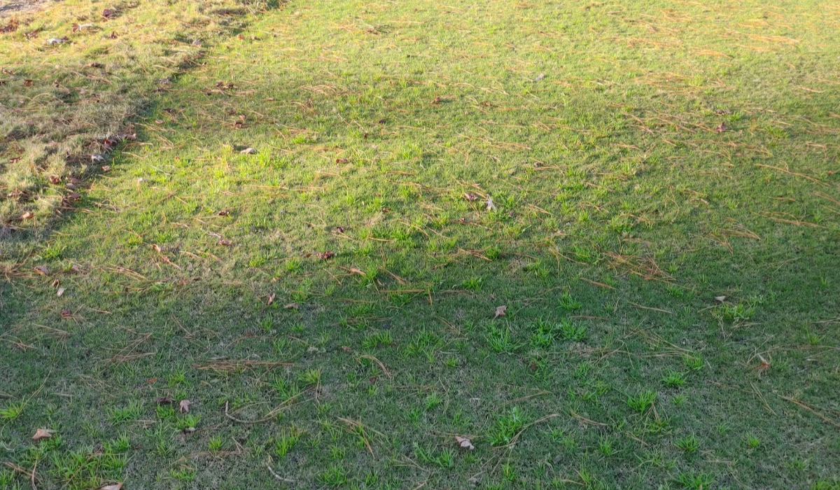 <em>Poa annua</em> Management in Dormant Bermudagrass - What's the Answer