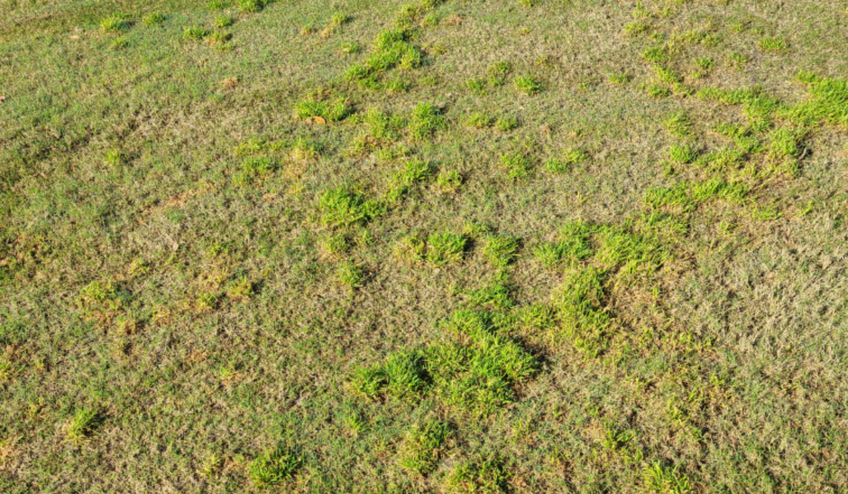 <em>Poa annua</em> Management in Dormant Bermudagrass - What's the Answer