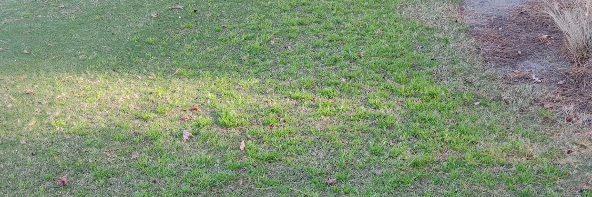 <em>Poa annua</em> Management in Dormant Bermudagrass - What's the Answer