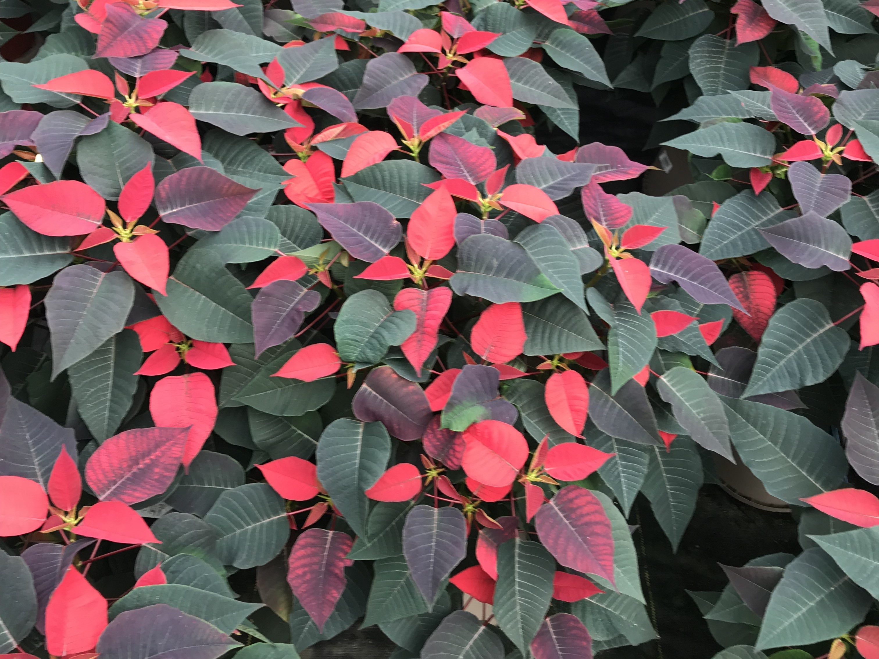 Plant Growth Regulators and Labor for Horticulture