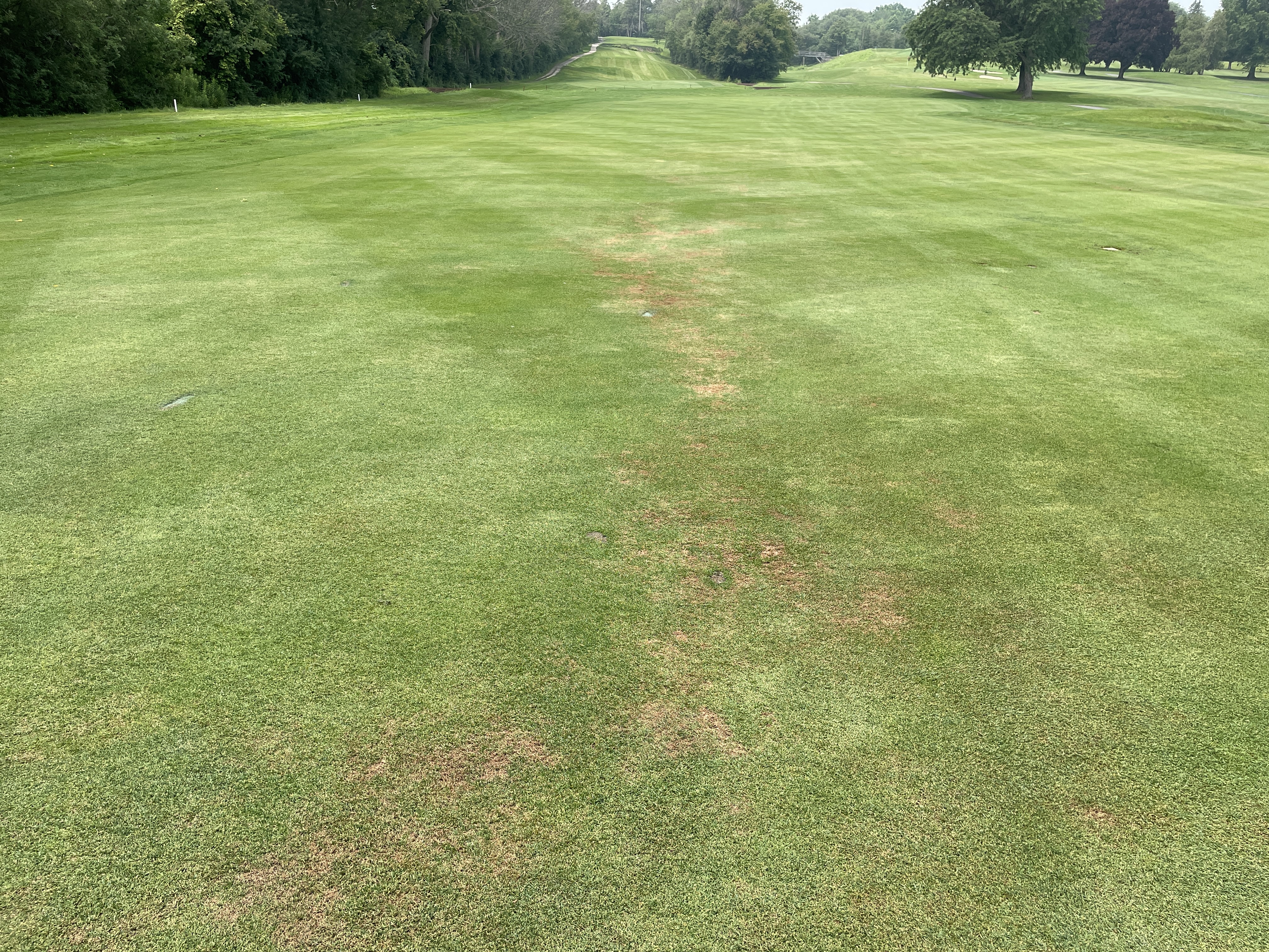Turfgrass Diseases - Identification & Management of Golf Course Diseases