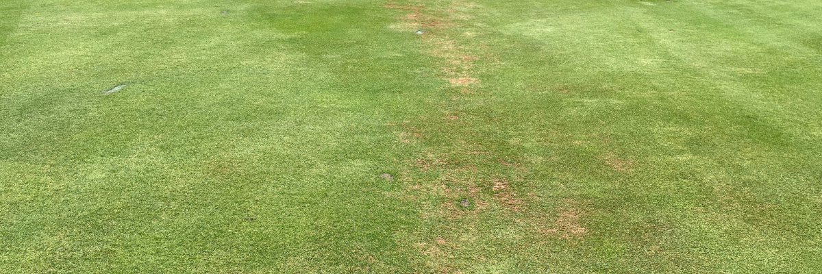 <em>Pythium</em> Blight on Golf Courses | Prevent & Treat <em>Pythium</em> Fungus