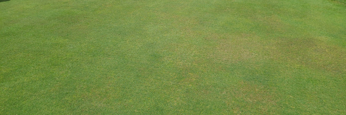 <em>Pythium</em> Root Rot Problems? | How to Prevent and Treat <em>Pythium</em> Root Rot