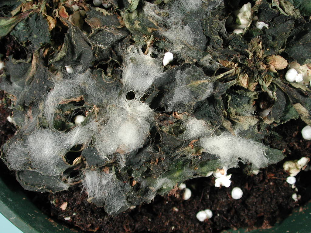 <em>Pythium</em> Blight on Golf Courses | Prevent & Treat <em>Pythium</em> Fungus