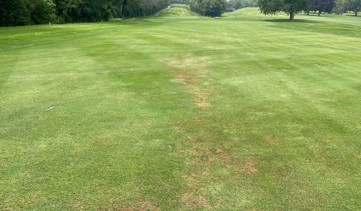 Most Visited Agronomic Articles of 2024