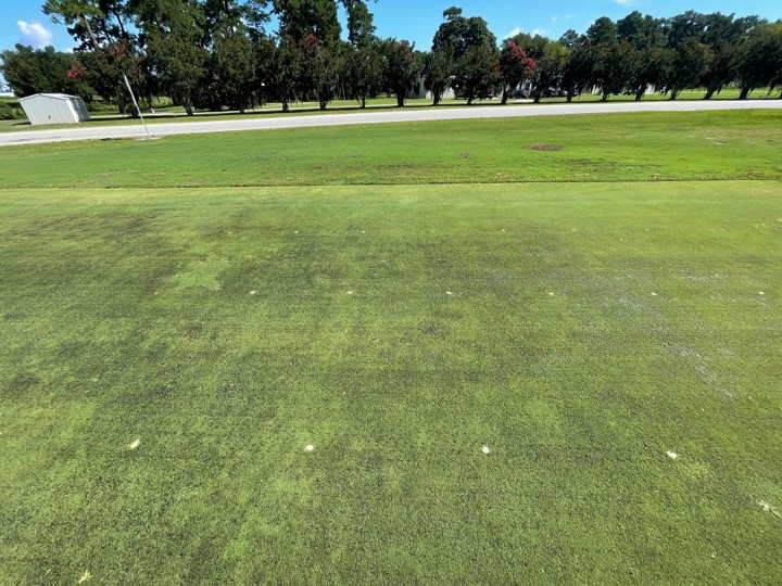 <em>Pythium</em> Root Rot Problems? | How to Prevent and Treat <em>Pythium</em> Root Rot