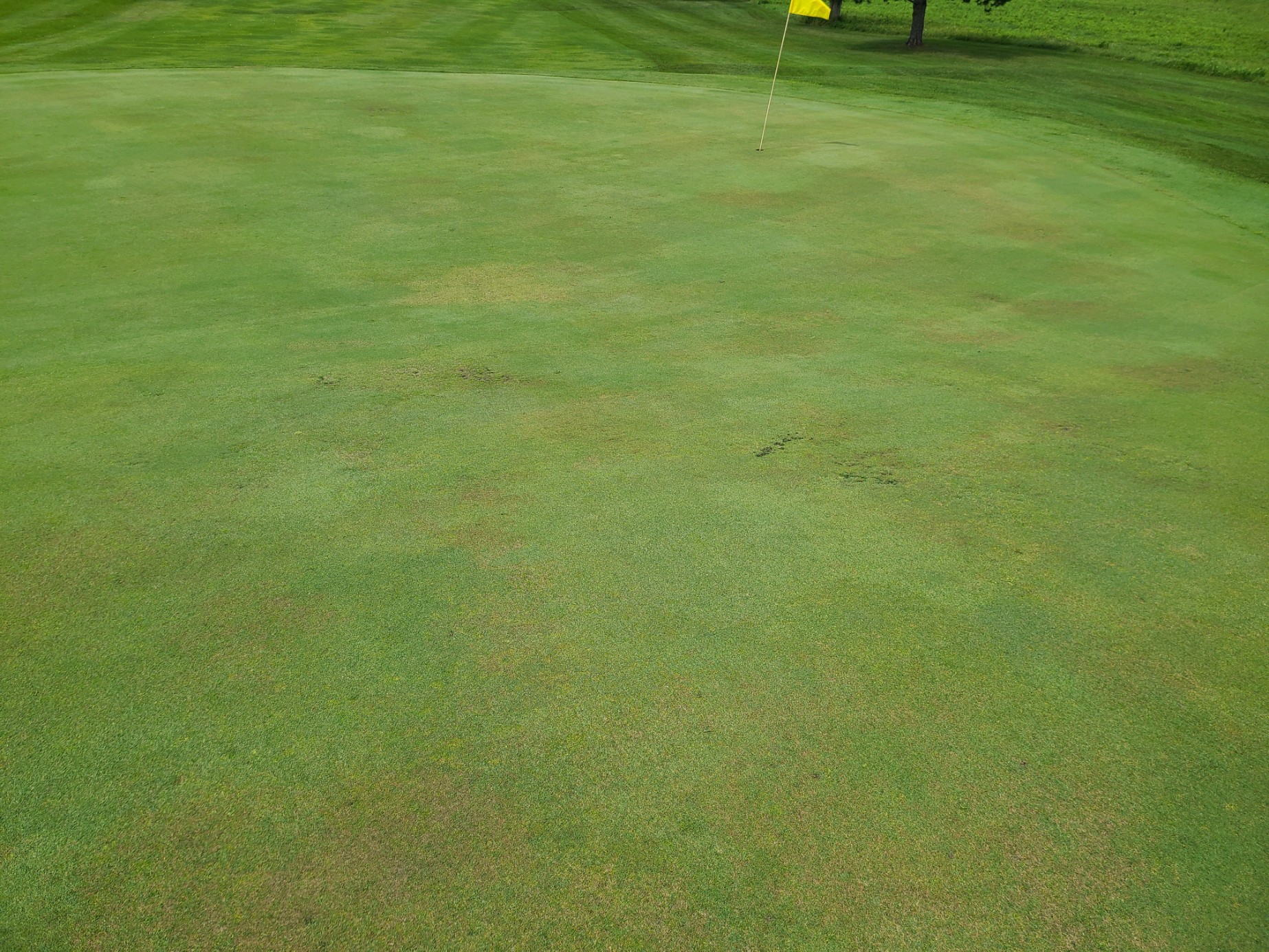 Turfgrass Diseases - Identification & Management of Golf Course Diseases