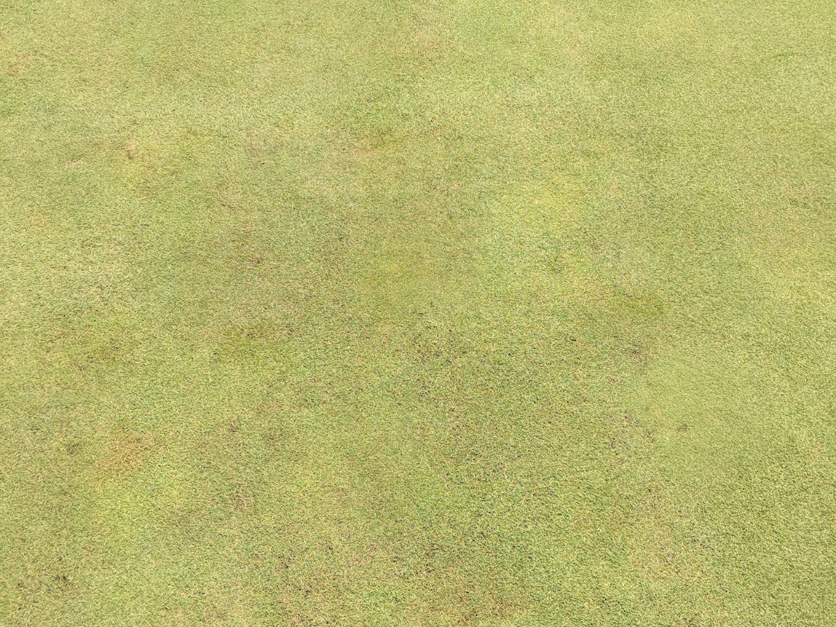 <em>Pythium</em> Root Rot Problems? | How to Prevent and Treat <em>Pythium</em> Root Rot