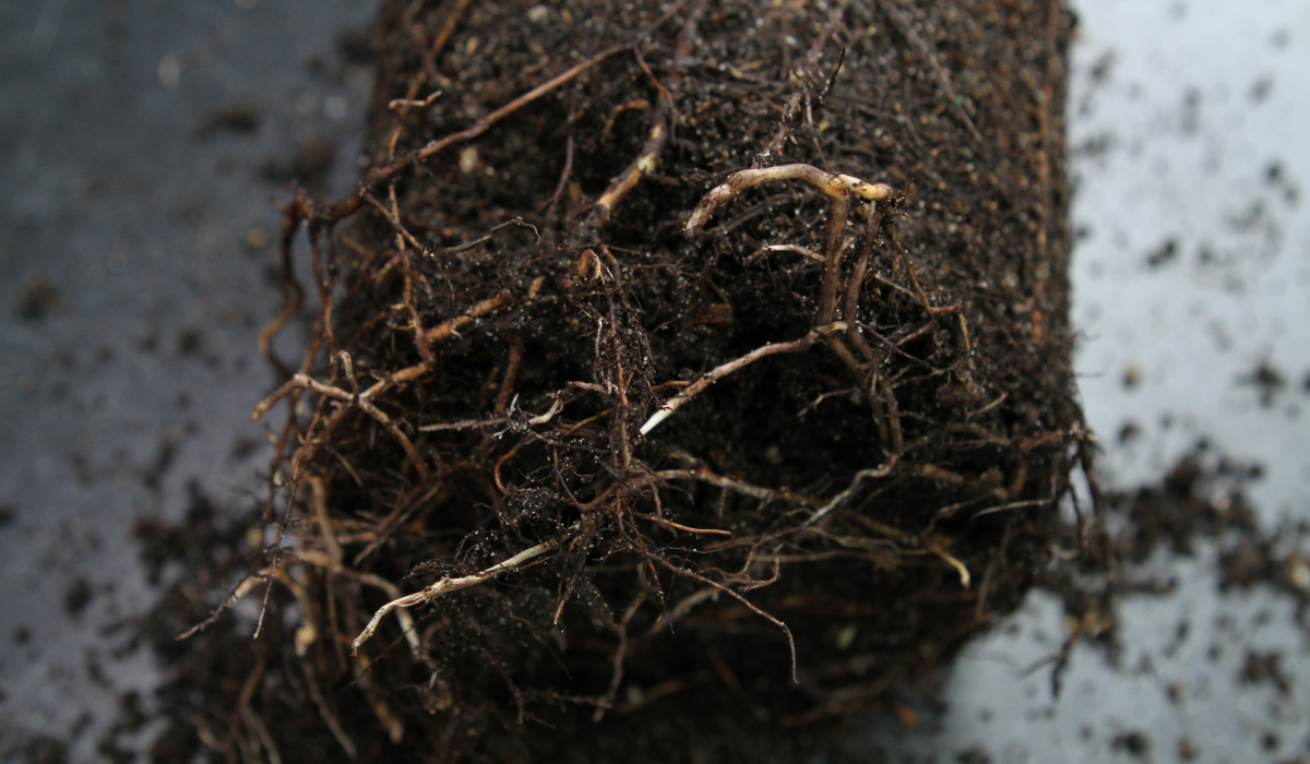 Fall diseases and Harrell's ProtectMAX® Solutions
