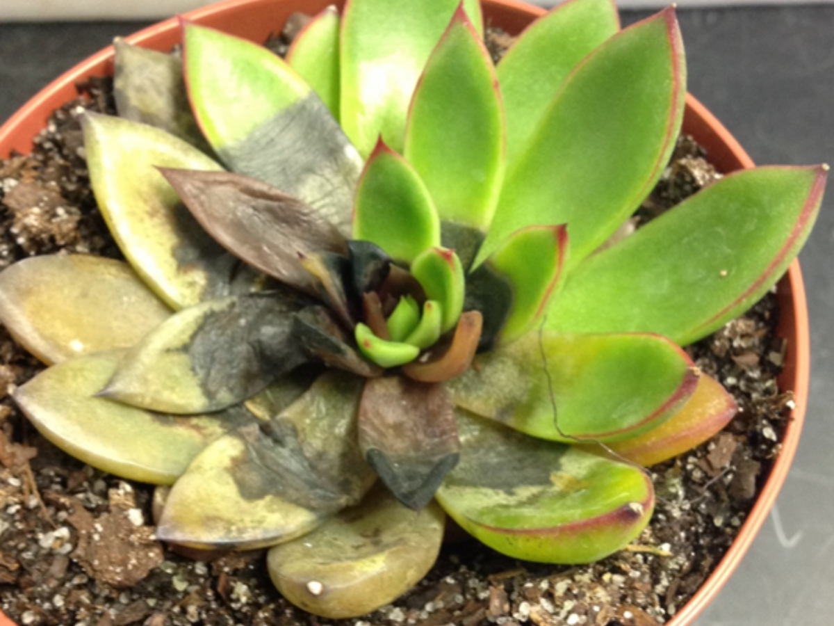 Rhizoctonia Disease Identification and Control