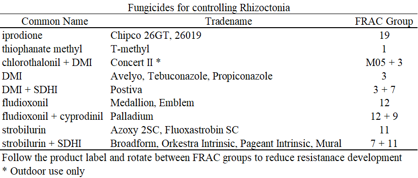 Rhizoctonia Disease Identification and Control