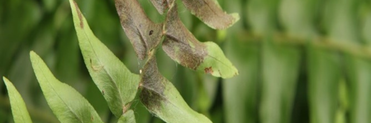 Rhizoctonia Disease Identification and Control