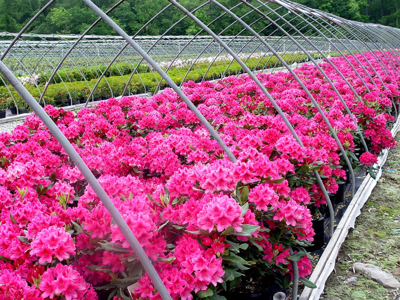 Plant Growth Regulators and Labor for Horticulture
