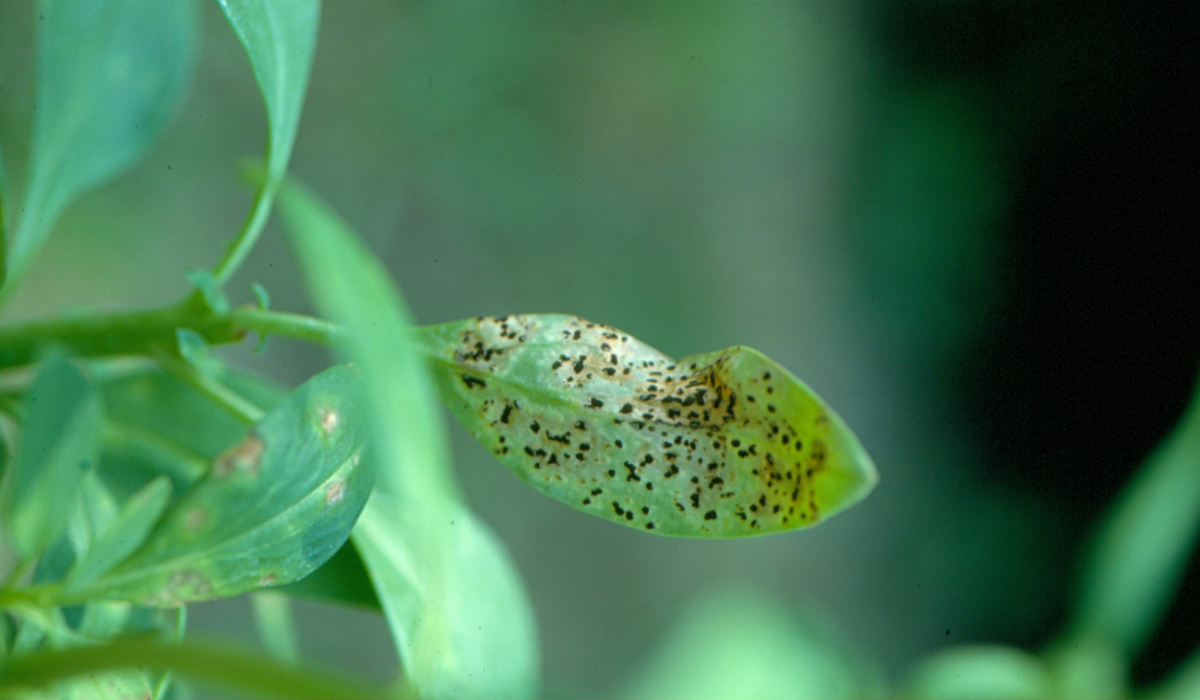 Fall diseases and Harrell's ProtectMAX® Solutions