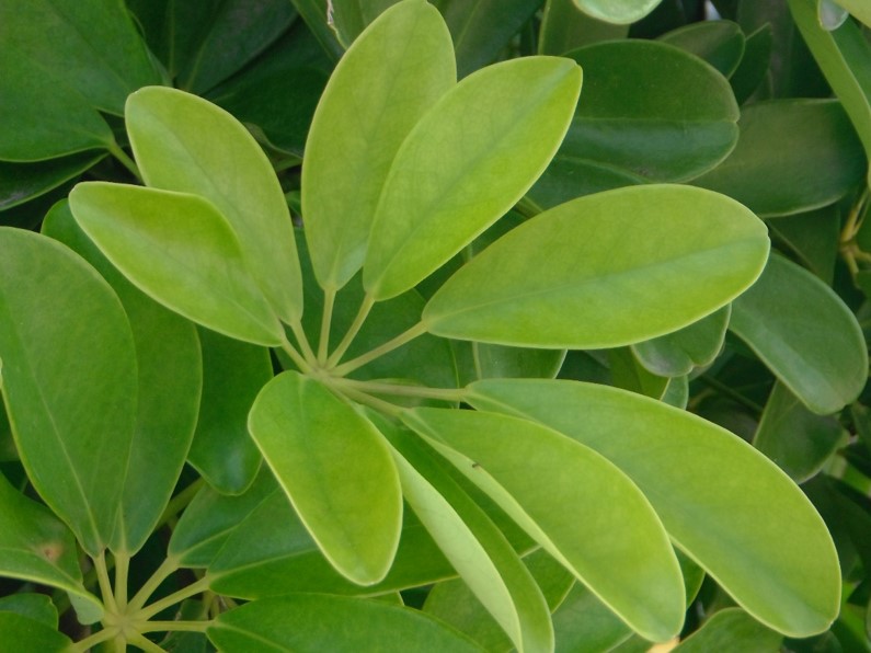 Plant Nutrient Deficiency Identification