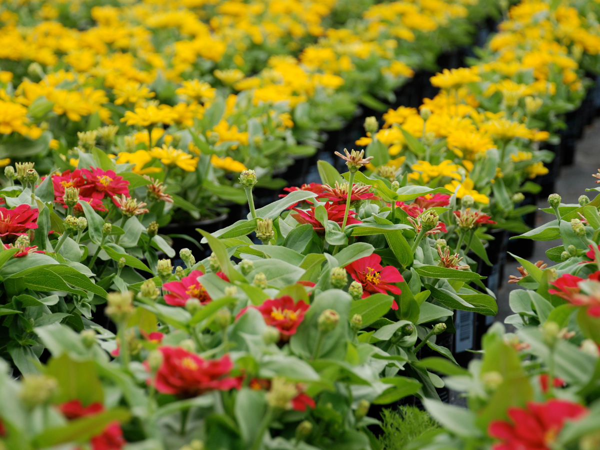 Saving Labor for Growers with POLYON® Controlled-Release Fertilizer