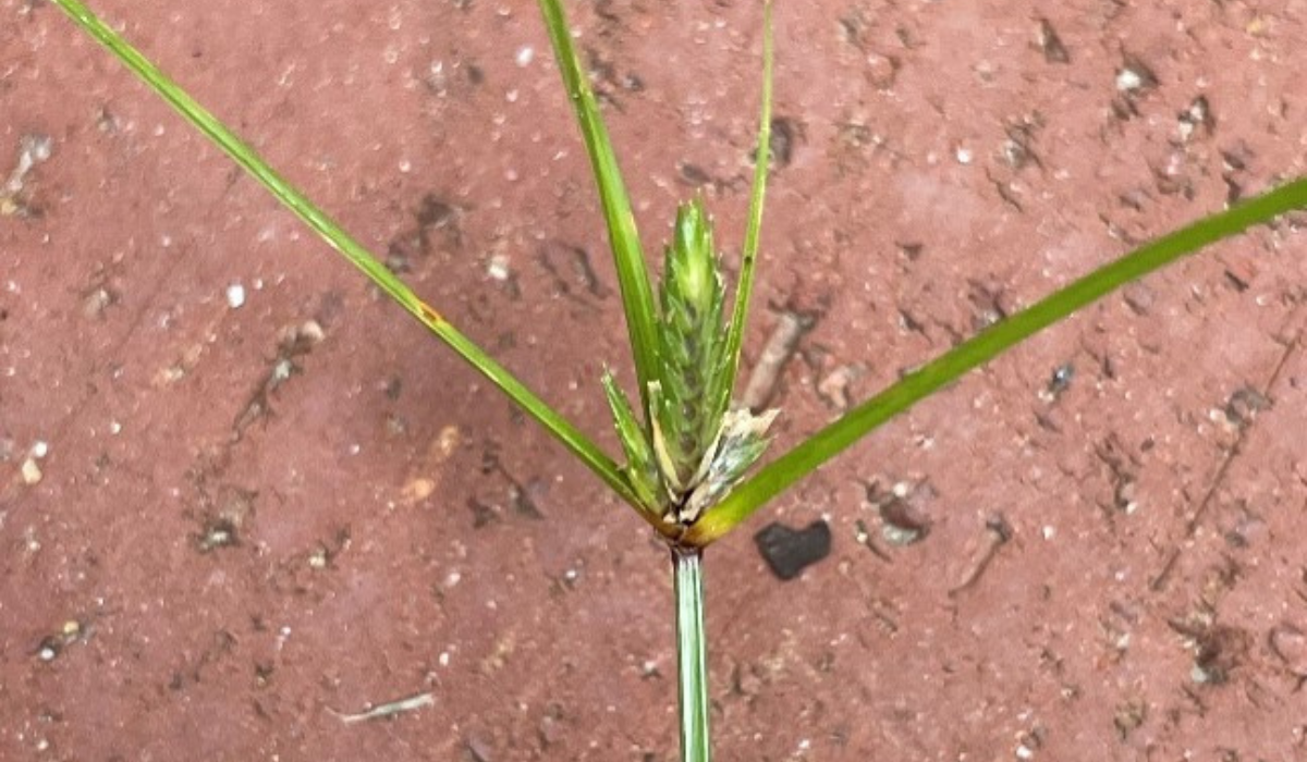 Harrell's ProtectMAX® Southside Broadleaf and Sedge Herbicide - What You Need to Know