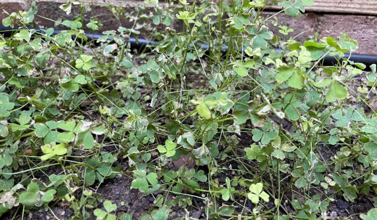 Harrell's ProtectMAX® Southside Broadleaf and Sedge Herbicide - What You Need to Know