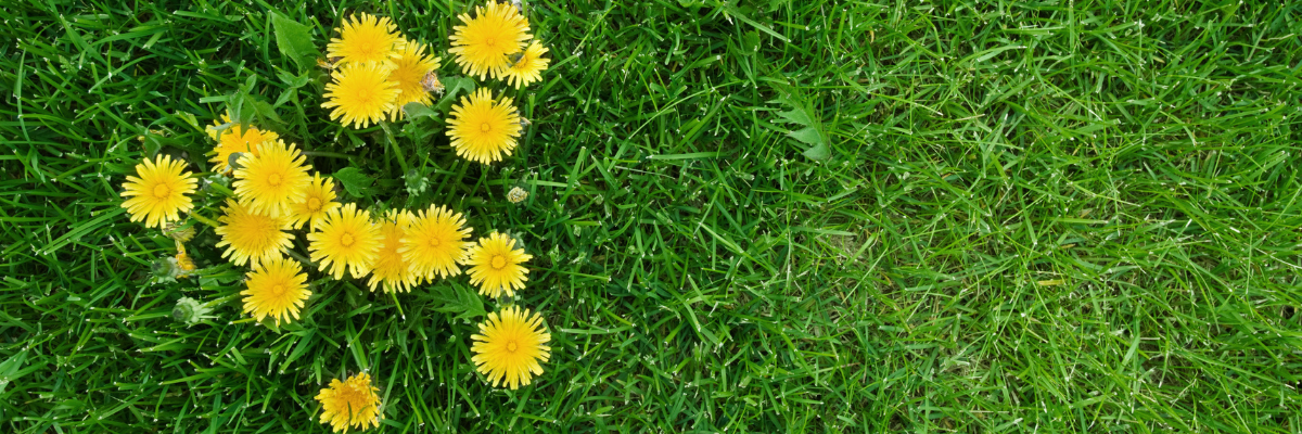 Turfgrass Weeds - Identification & Control