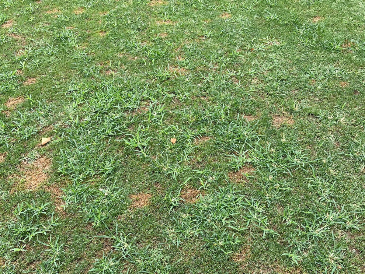 Figure 2. Goosegrass can rapidly take over a turfgrass stand if left unchecked.