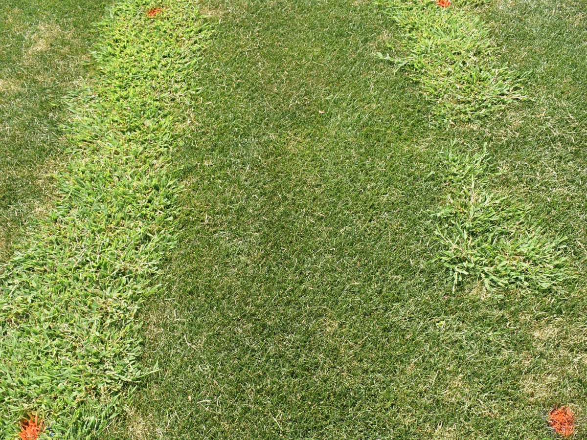 Figure 1. Preemergence herbicide application is an effective strategy for crabgrass control. The picture above shows a research plot on August 9th, 2020 in New Brunswick, NJ following the application of Dimension at 0.5 lb ai/A on a POLYON® fertilizer carrier. POLYON + Dimension was applied on April 1st, 2020. Note the high level of crabgrass pressure on the edges of the plot where POLYON + Dimension was not applied.