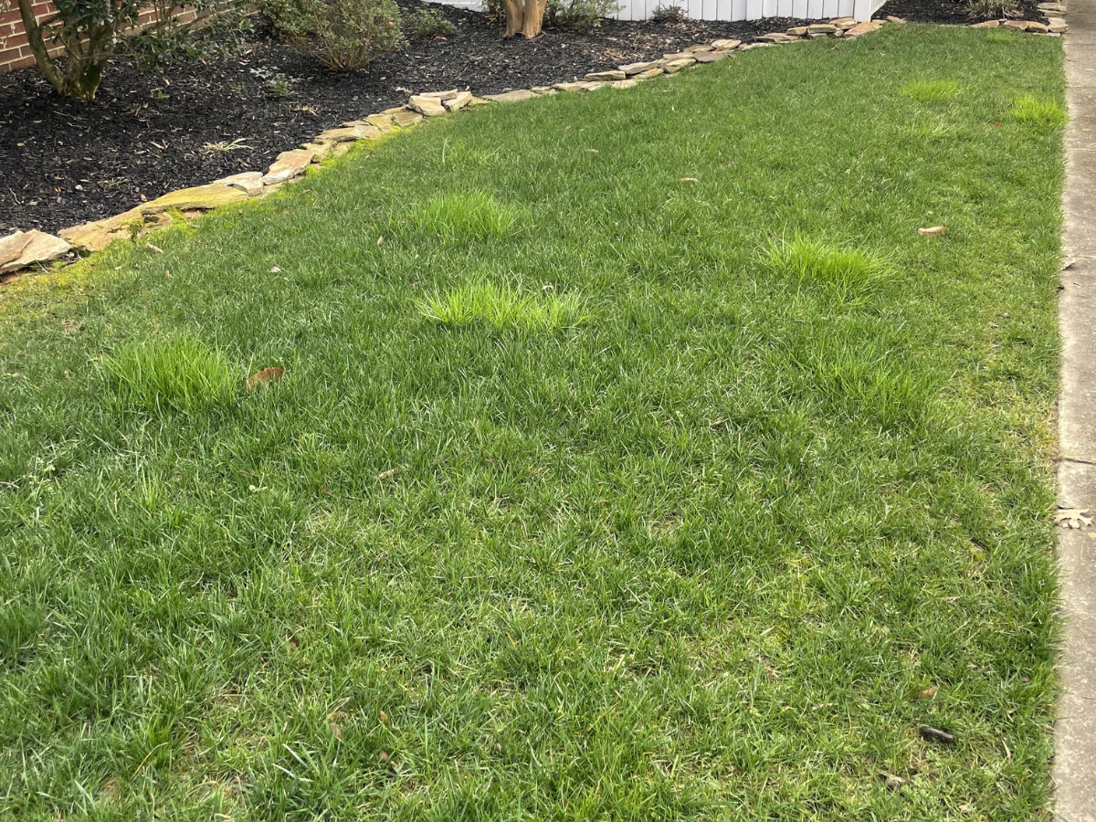 Figure 3. Poa trivialis is increasingly problematic in cool season turf. Poa trivialis stands out from desirable turf due to its upright growth habit and lime green color.
