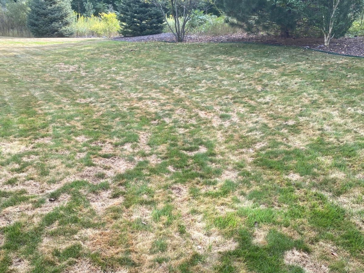 Grass Disease Identification - Top Summer Diseases