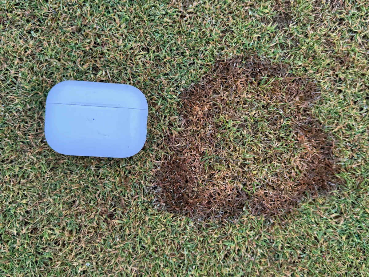 Microdochium Patch Control Using Title Phyte