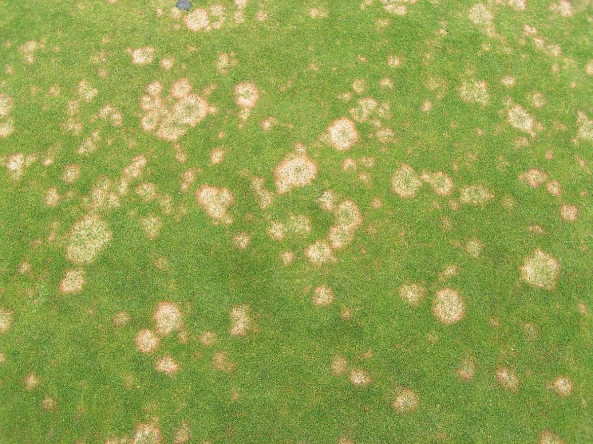 Microdochium Patch Control Using Title Phyte