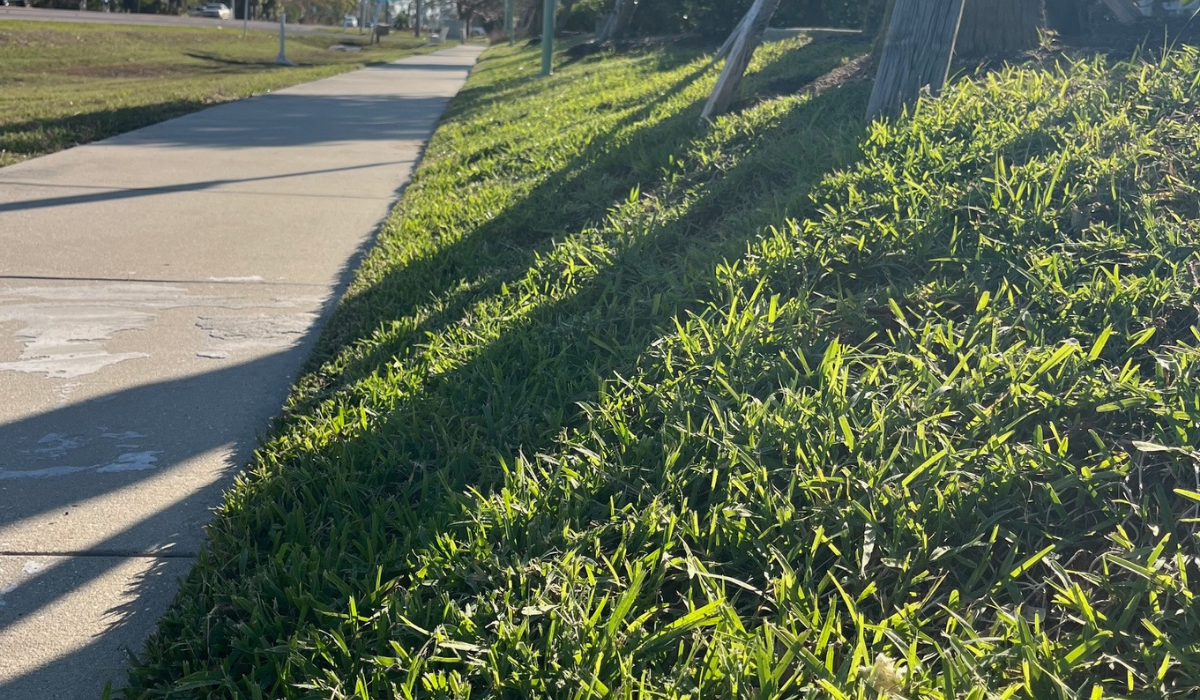 Health Challenges for Urban Plants in Landscapes