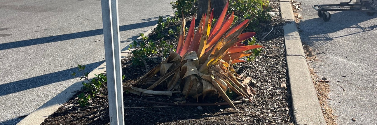 Health Challenges for Urban Plants in Landscapes