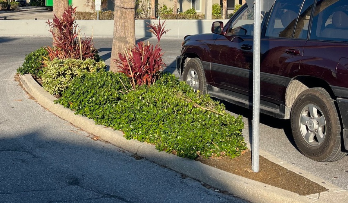 Health Challenges for Urban Plants in Landscapes
