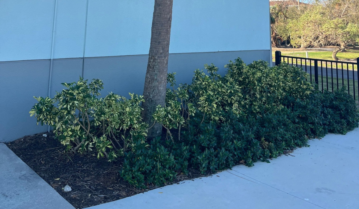 Health Challenges for Urban Plants in Landscapes
