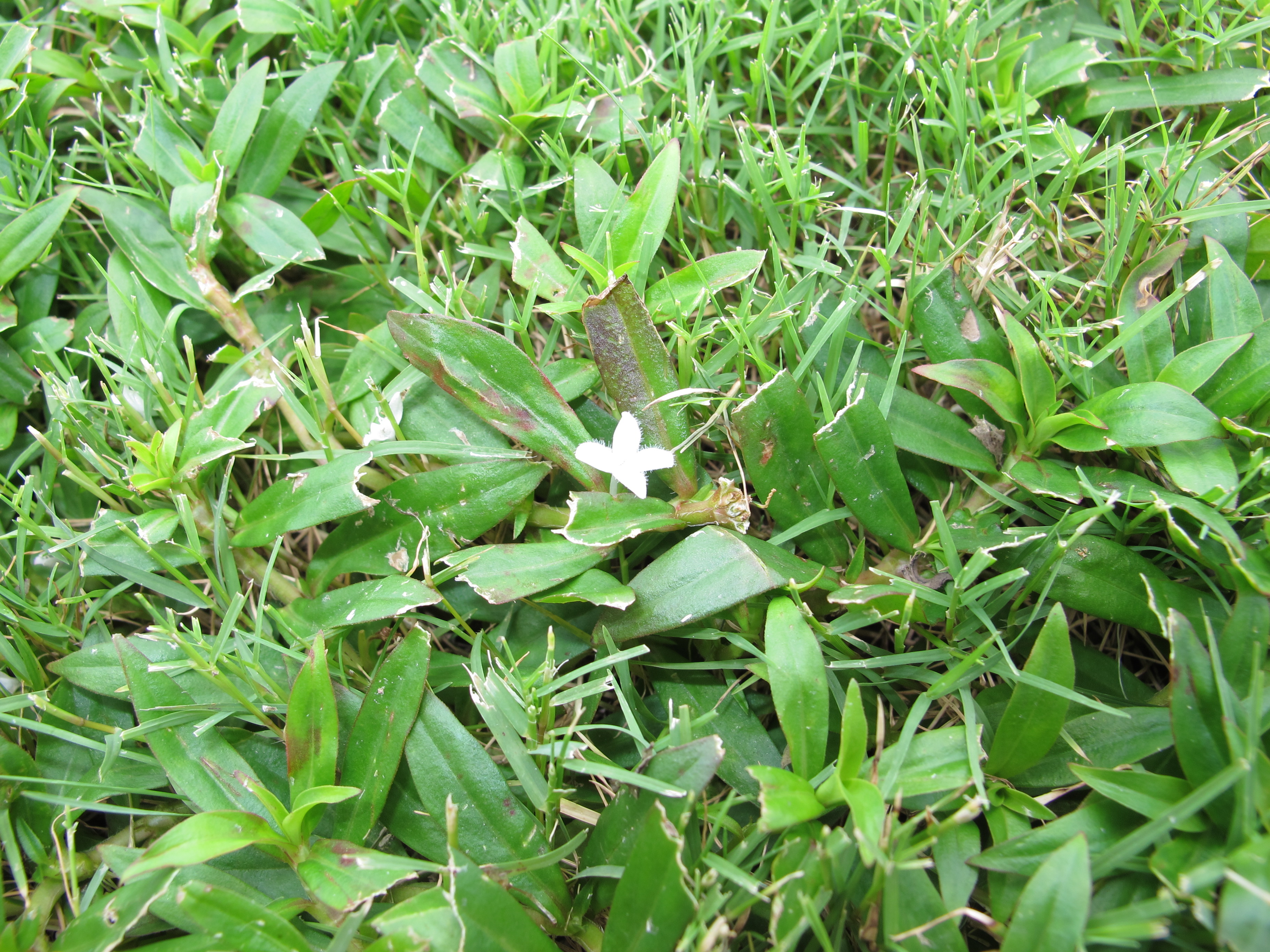 Figure 5. Virginia buttonweed is green during spring and early summer months, then takes on a mottled green/purple/red appearance as a virus common to Virginia buttonweed sets in. Unfortunately, the virus does little for control of Virginia Buttonweed.