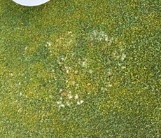Cool Season Turfgrass Diseases - Identification & Management of Lawn Diseases