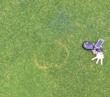 Cool Season Turfgrass Diseases - Identification & Management of Lawn Diseases