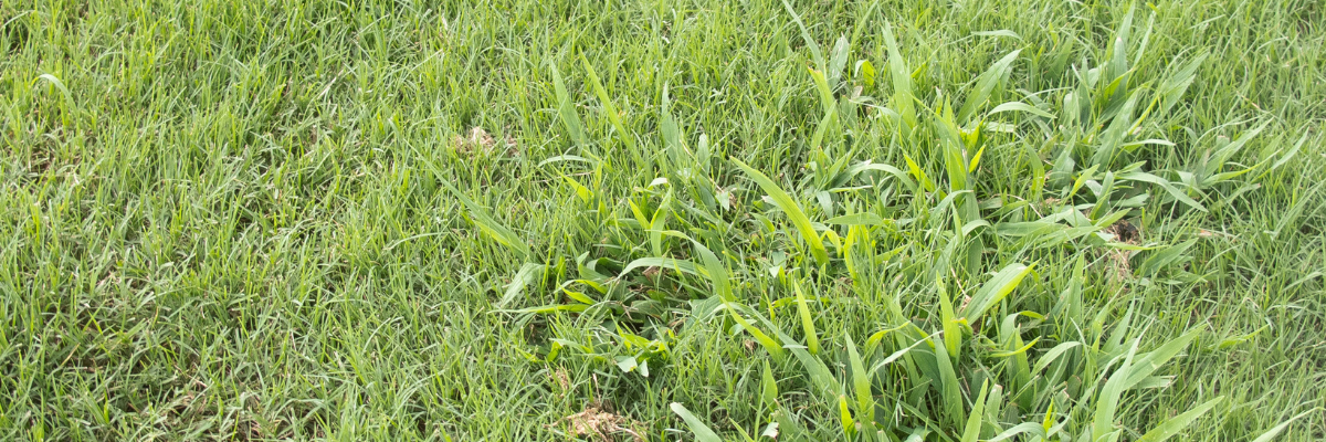 Do Preemergence Herbicides Fail, or Are Expectations Too High?