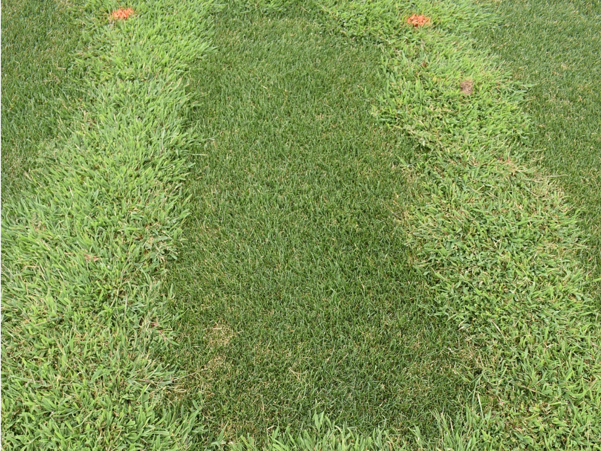 Winter Weed Cleanup and Prevention of Spring Weeds
