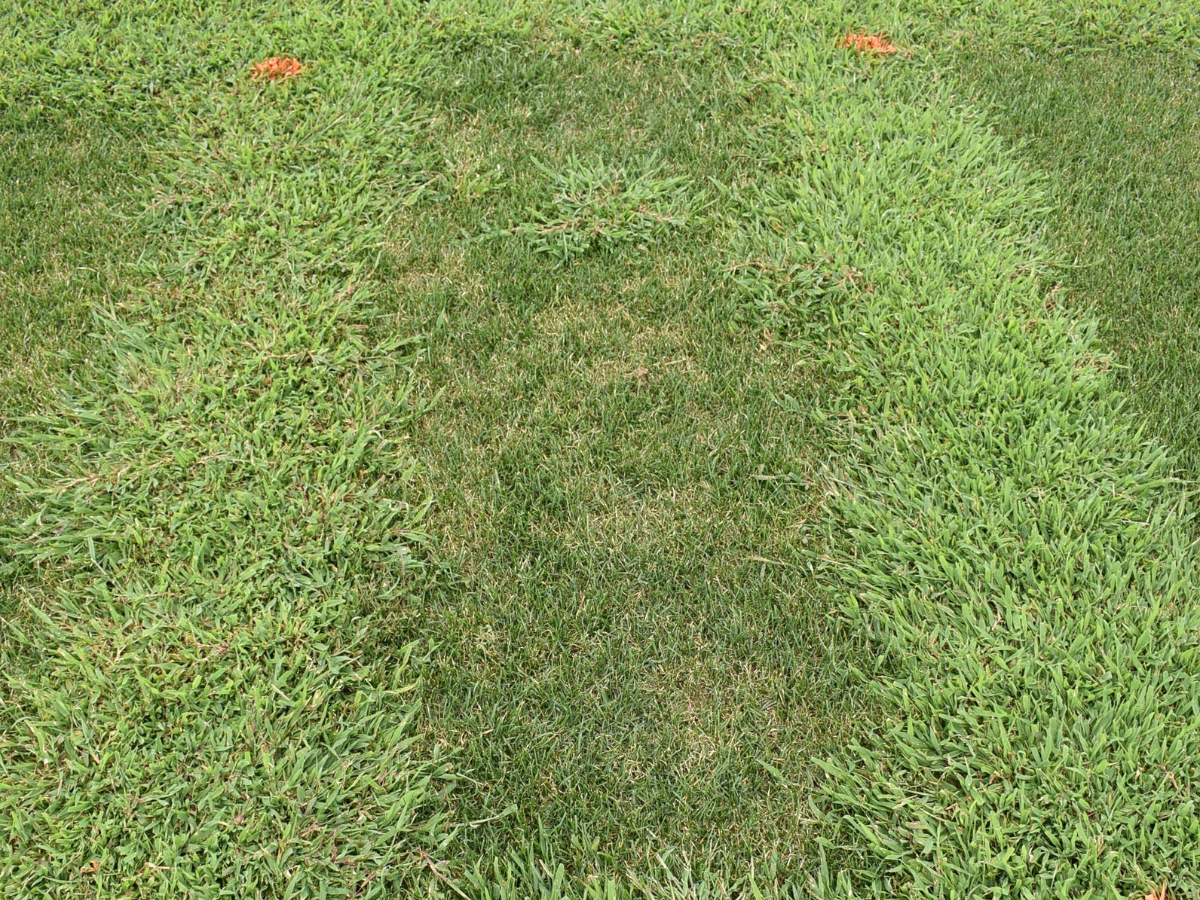 Winter Weed Cleanup and Prevention of Spring Weeds