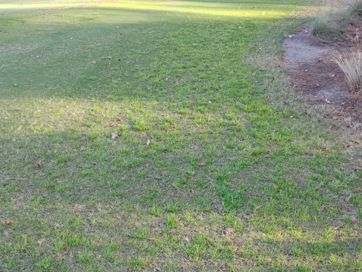 Winter Weed Cleanup and Prevention of Spring Weeds