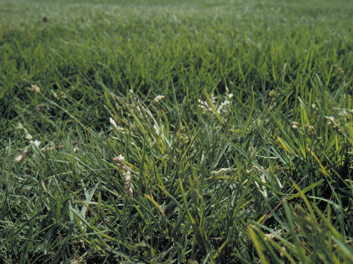 Winter Weeds - Considerations for Control