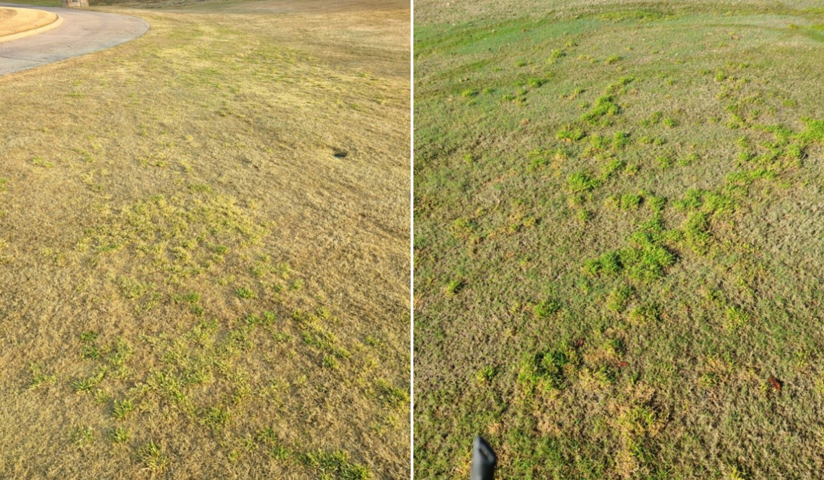 Winter Weeds - Considerations for Control