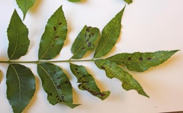 Plant Nutrient Deficiency Identification