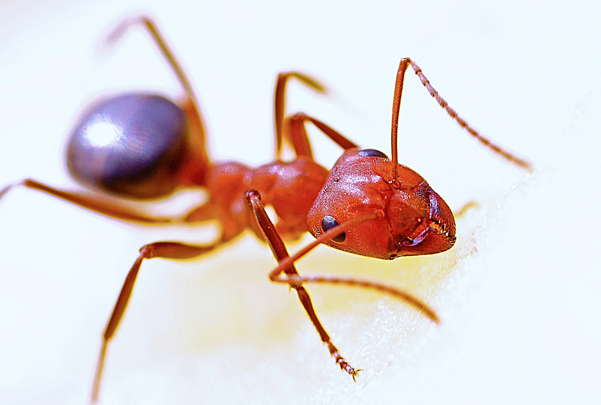 Spring Insect Pests: Chinch Bugs, Grubs, Mole Crickets, and Ants in Turfgrass