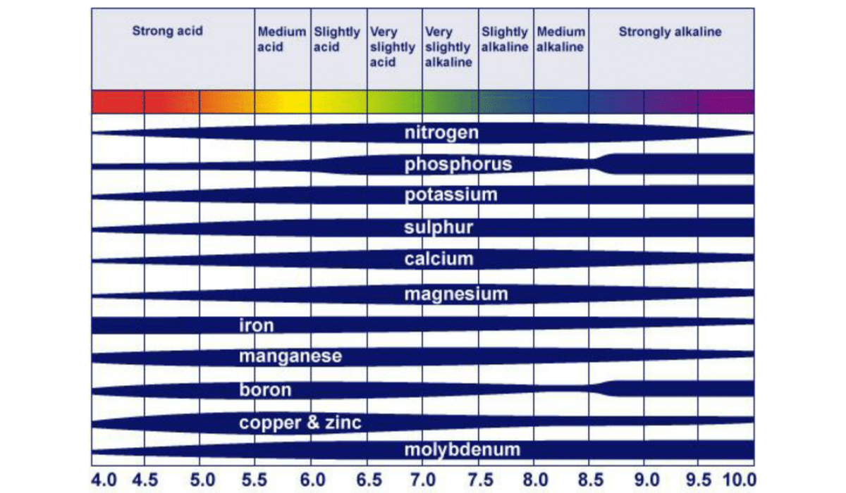 What You Need to Know About pH