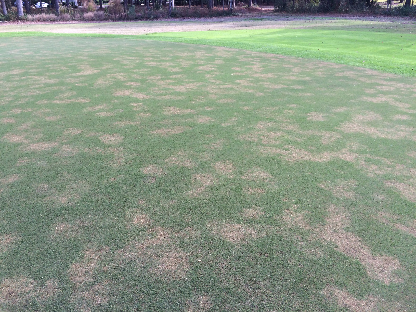 Turfgrass Diseases - Identification & Management of Golf Course Diseases